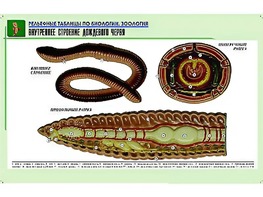 Рельефная таблица "Внутреннее строение дождевого червя" (формат А1, матовое ламинирование) - fgospostavki.ru - Воронеж