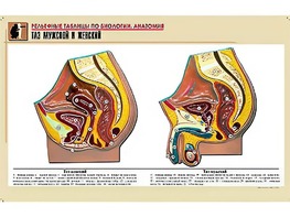 Рельефная таблица "Таз мужской и женский" (формат А1, матовое ламинирование) - fgospostavki.ru - Воронеж