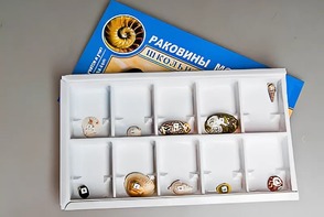 Коллекция "Раковины моллюсков" - fgospostavki.ru - Воронеж