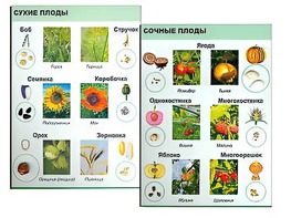 Коллекция "Семена и плоды" - fgospostavki.ru - Воронеж