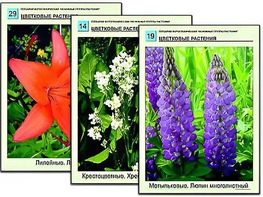 Гербарий фотографический "Основные группы растений" - fgospostavki.ru - Воронеж