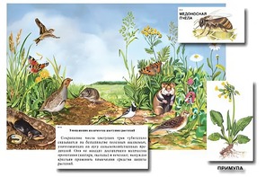 Магнитный плакат-аппликация "Луг: биоразнообразие и взаимосвязи в сообществе" - fgospostavki.ru - Воронеж