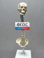 Модель "Позвоночник с черепом и тазом" - fgospostavki.ru - Воронеж