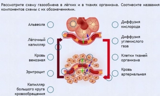 Интерактивные курсы. Биология 9 класс. Расширенный. - fgospostavki.ru - Воронеж