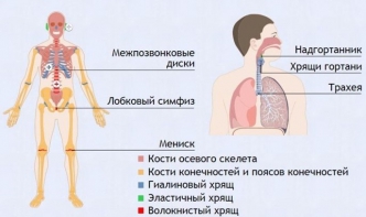 Интерактивные курсы. Биология 9 класс. Базовый. - fgospostavki.ru - Воронеж