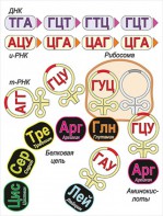 Модель-аппликация Биосинтез белка - fgospostavki.ru - Воронеж