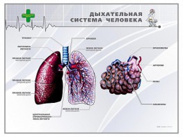 Стенд "Дыхательная система человека" - fgospostavki.ru - Воронеж