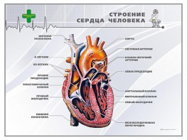 Стенд "Строение сердца человека" - fgospostavki.ru - Воронеж