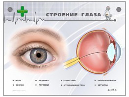 Интерактивный стенд "Строение глаза" - fgospostavki.ru - Воронеж