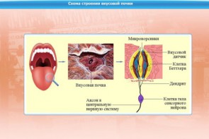 Интерактивные курсы. Биология 10 класс. Базовый. - fgospostavki.ru - Воронеж