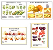 Плакаты ПРОФТЕХ "Ассортимент овощных культур" (12 пл, винил, 70х100) - fgospostavki.ru - Воронеж