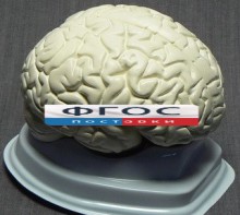 Модель "Мозг в разрезе" (белый) - fgospostavki.ru - Воронеж