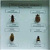 Коллекция энтомологическая "Представители отряда насекомых" - fgospostavki.ru - Воронеж