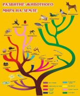 Стенд "Развитие животного мира на земле" - fgospostavki.ru - Воронеж