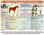 Комплект плакатов "Служебное коневодство" - fgospostavki.ru - Воронеж