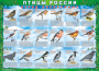 Комплект таблиц "Птицы России (4 листа)" (100х140 сантиметров, винил) - fgospostavki.ru - Воронеж