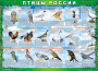 Комплект таблиц "Птицы России (4 листа)" (100х140 сантиметров, винил) - fgospostavki.ru - Воронеж