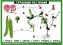Комплект таблиц "Ознакомление с окружающим миром 1-4 класс" - fgospostavki.ru - Воронеж